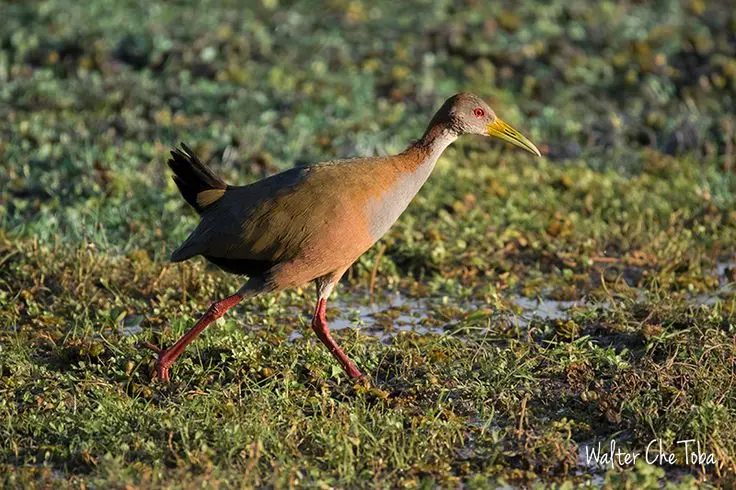 Aves de Humedales en Argentina: Su belleza y diversidad - Cuáles son las aves de los humedales aves de humedales argentina - Cuáles son las aves de los humedales