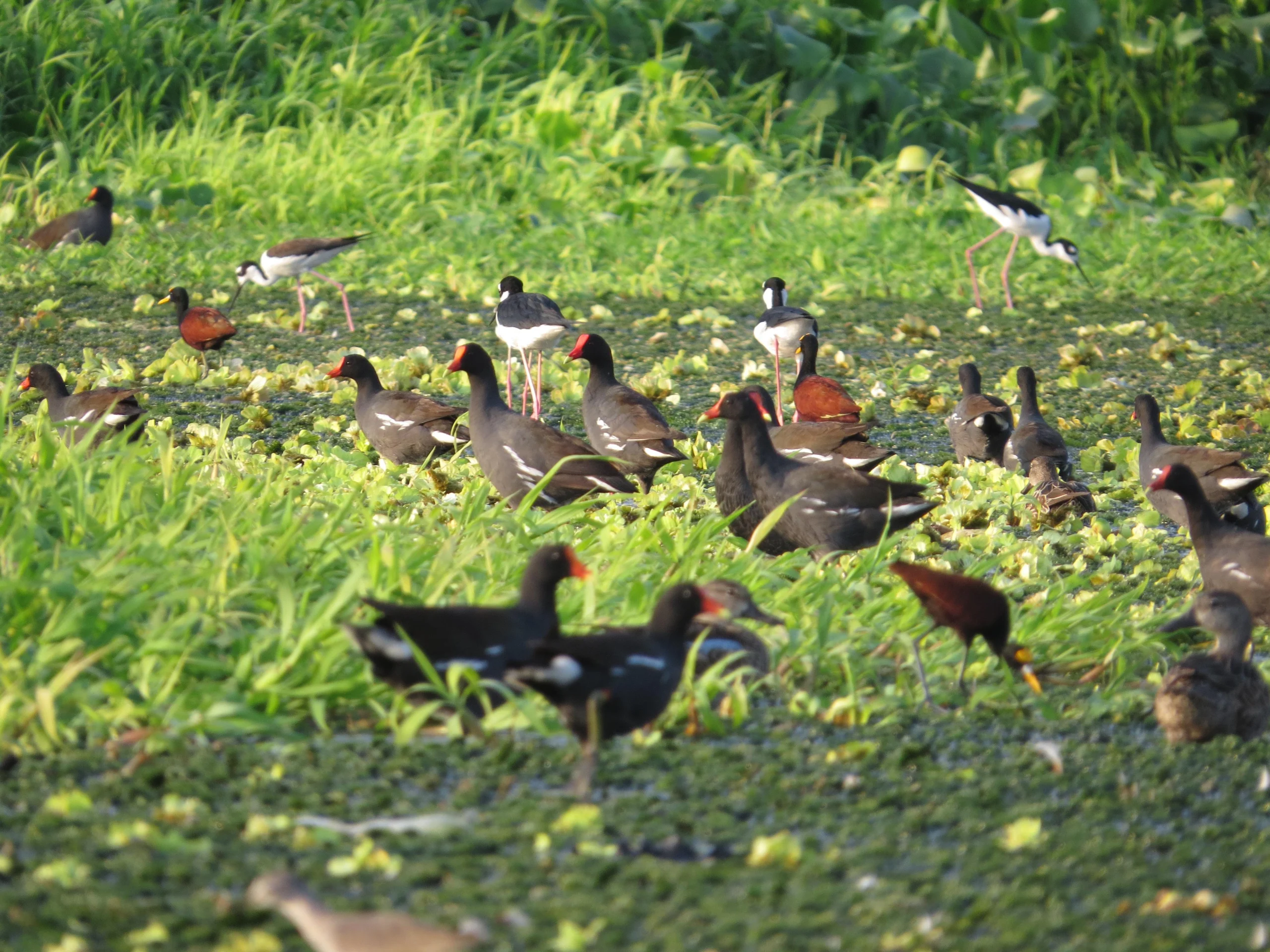 aves de el salvador - Cuáles son las aves del Salvador