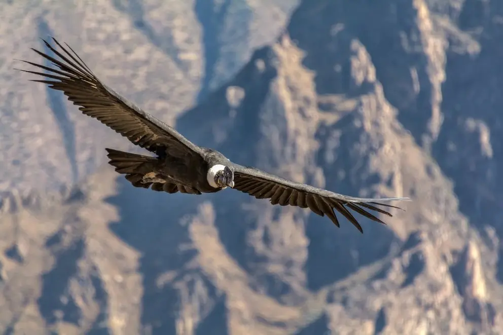 ave tipica de colombia - Cuáles son las aves endemicas de Colombia