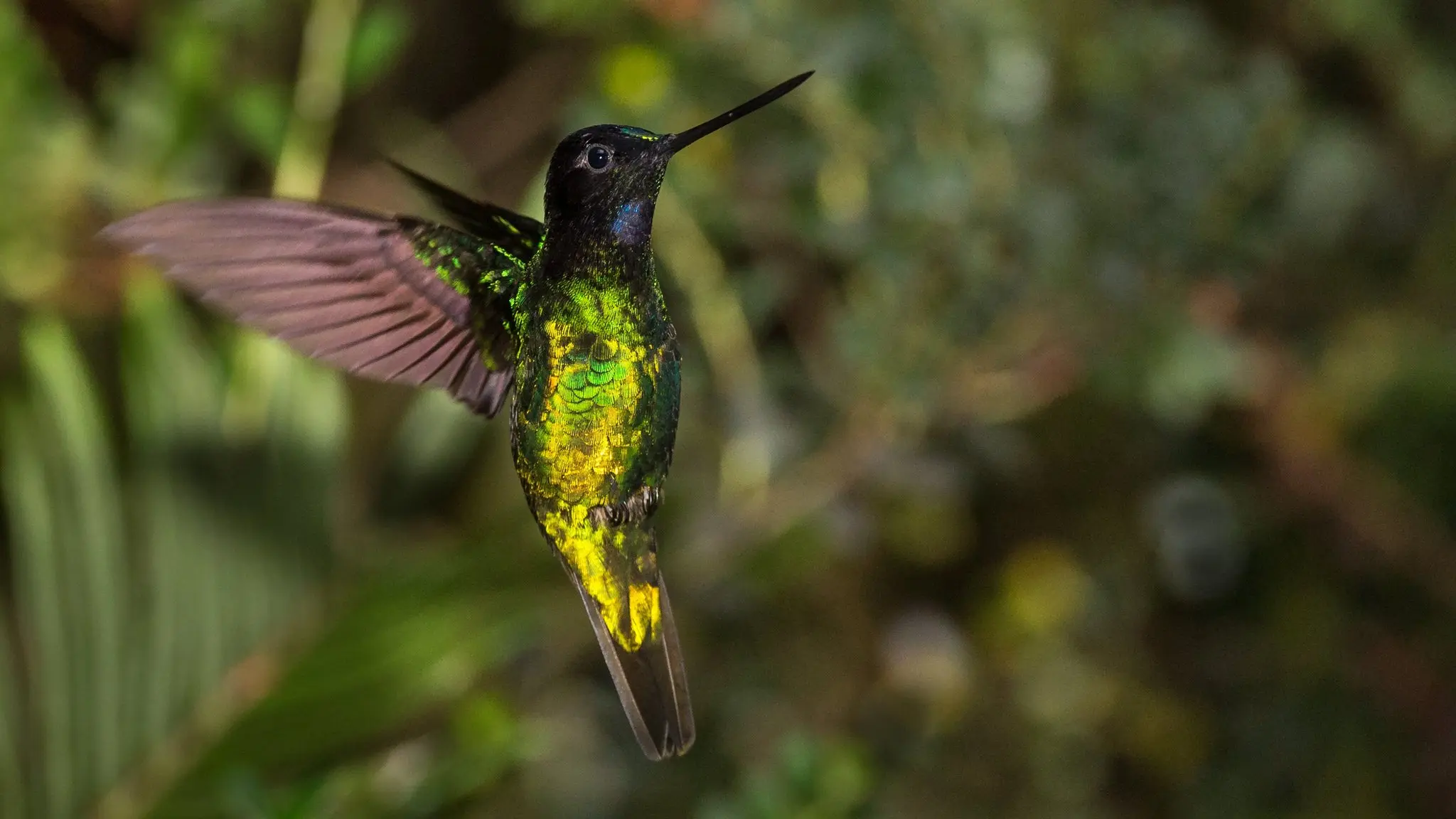 aves raras de colombia - Cuáles son las aves exoticas de Colombia