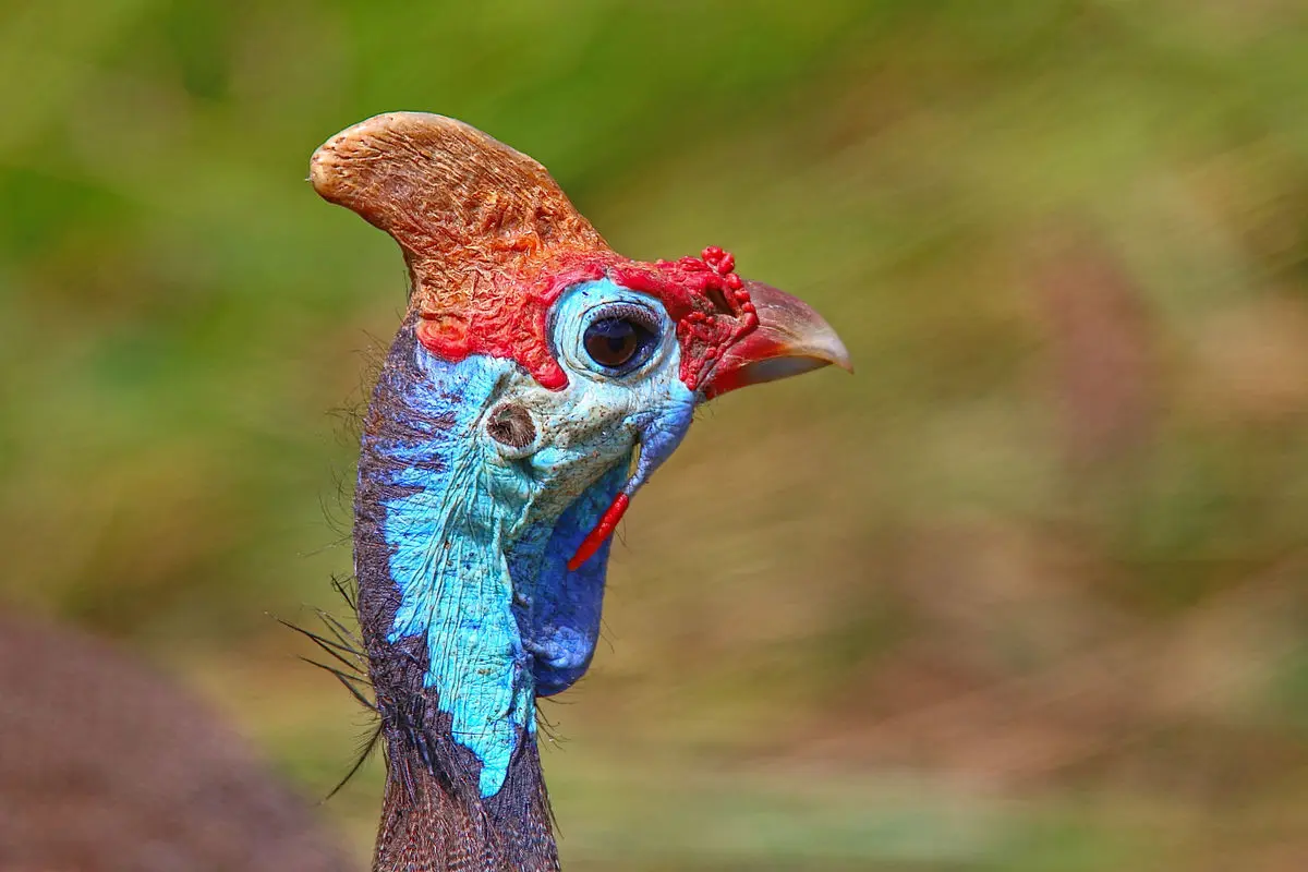 nombres de ave galliforme - Cuáles son las aves gallináceas