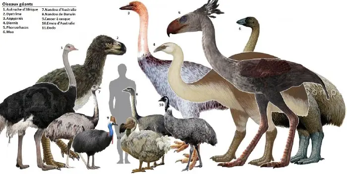 Aves Antiguas de la Actualidad: Su Capacidad Auditiva - Cuáles son las aves más antiguas del mundo aves antiguas de la actualidad - Cuáles son las aves más antiguas del mundo