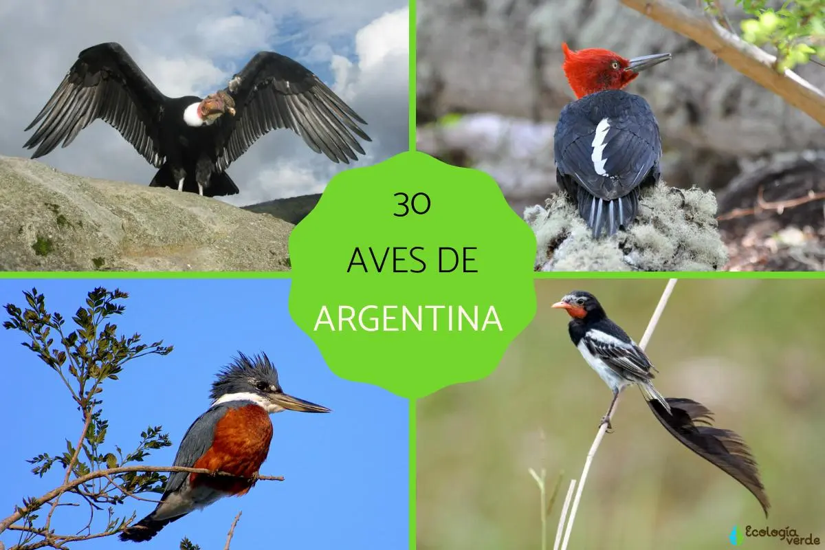 ave nacional de argentina - Cuáles son las aves nativas de Argentina