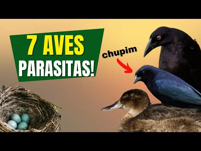 aves parasitas - Cuáles son las aves Parasitas