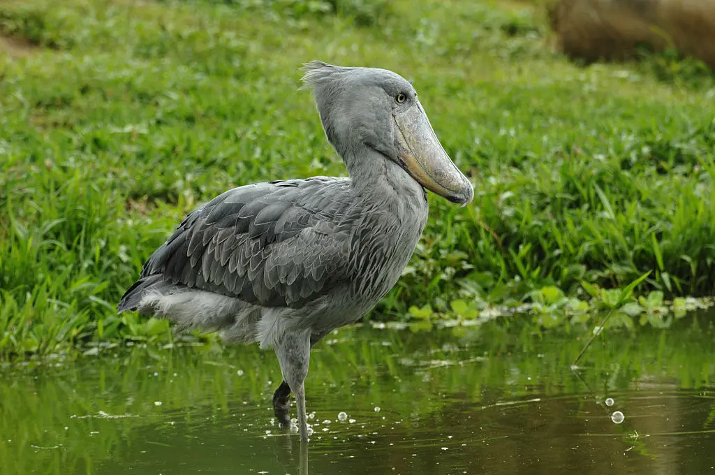 ave prehistorica que aun vive - Cuáles son las aves Prehistoricas