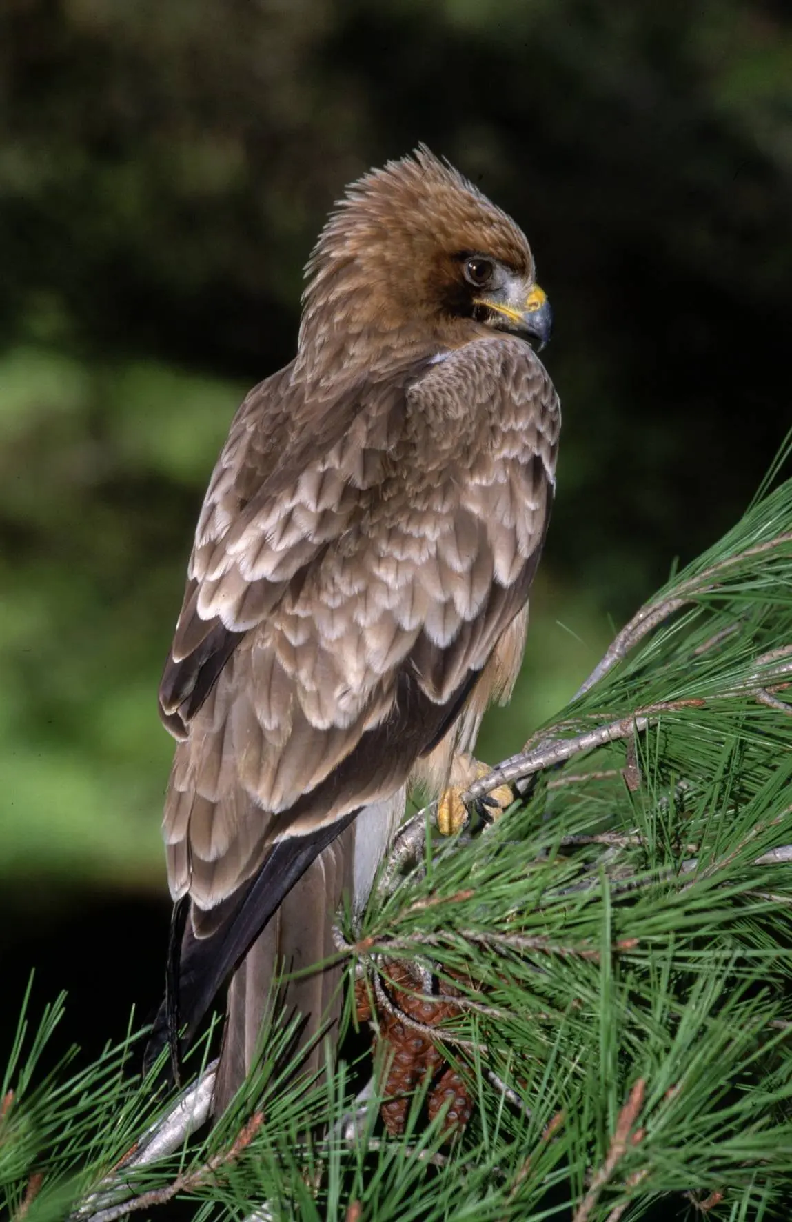 aves sedentarias - Cuáles son las aves que no migran