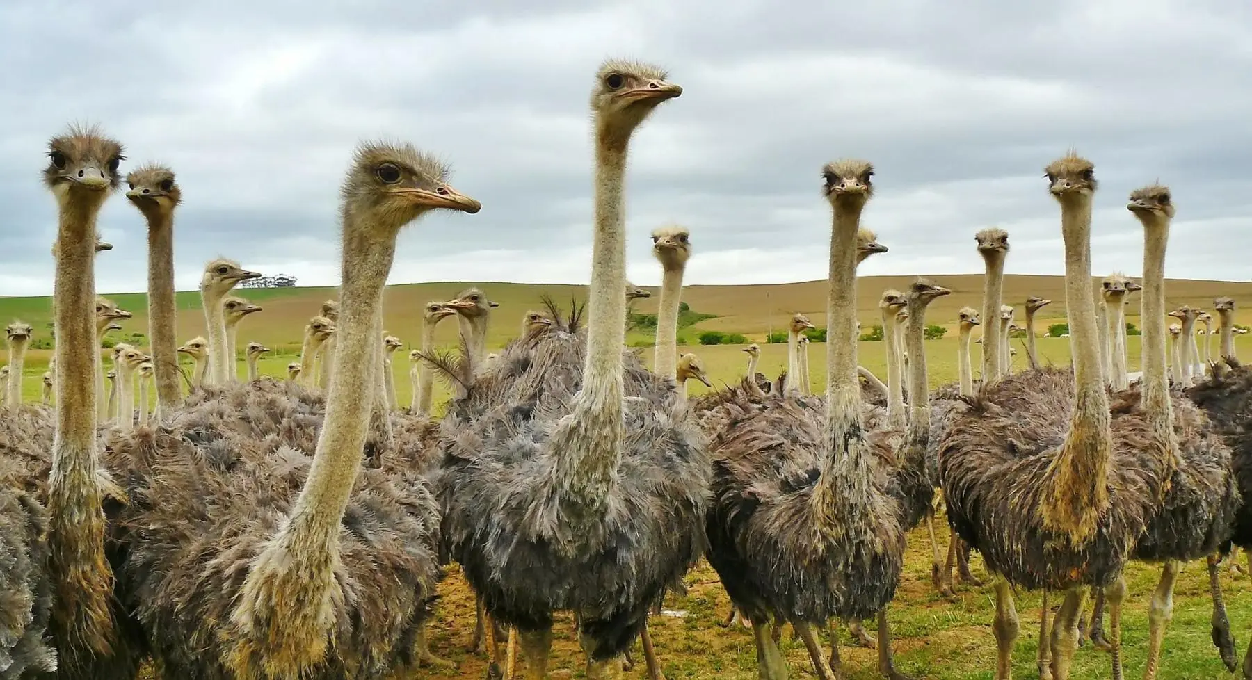 ave con mayor envergadura de alas - Cuáles son las aves voladoras más grandes del mundo