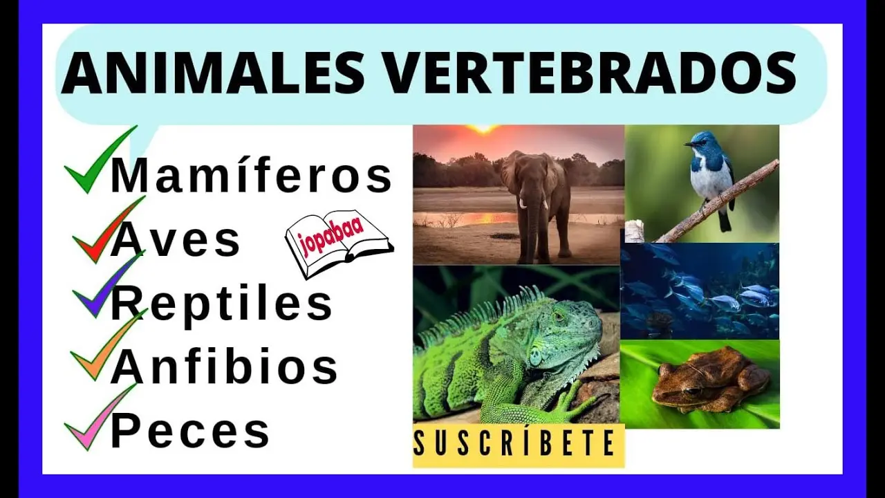 características de peces anfibios reptiles aves y mamíferos - Cuáles son las características de los anfibios