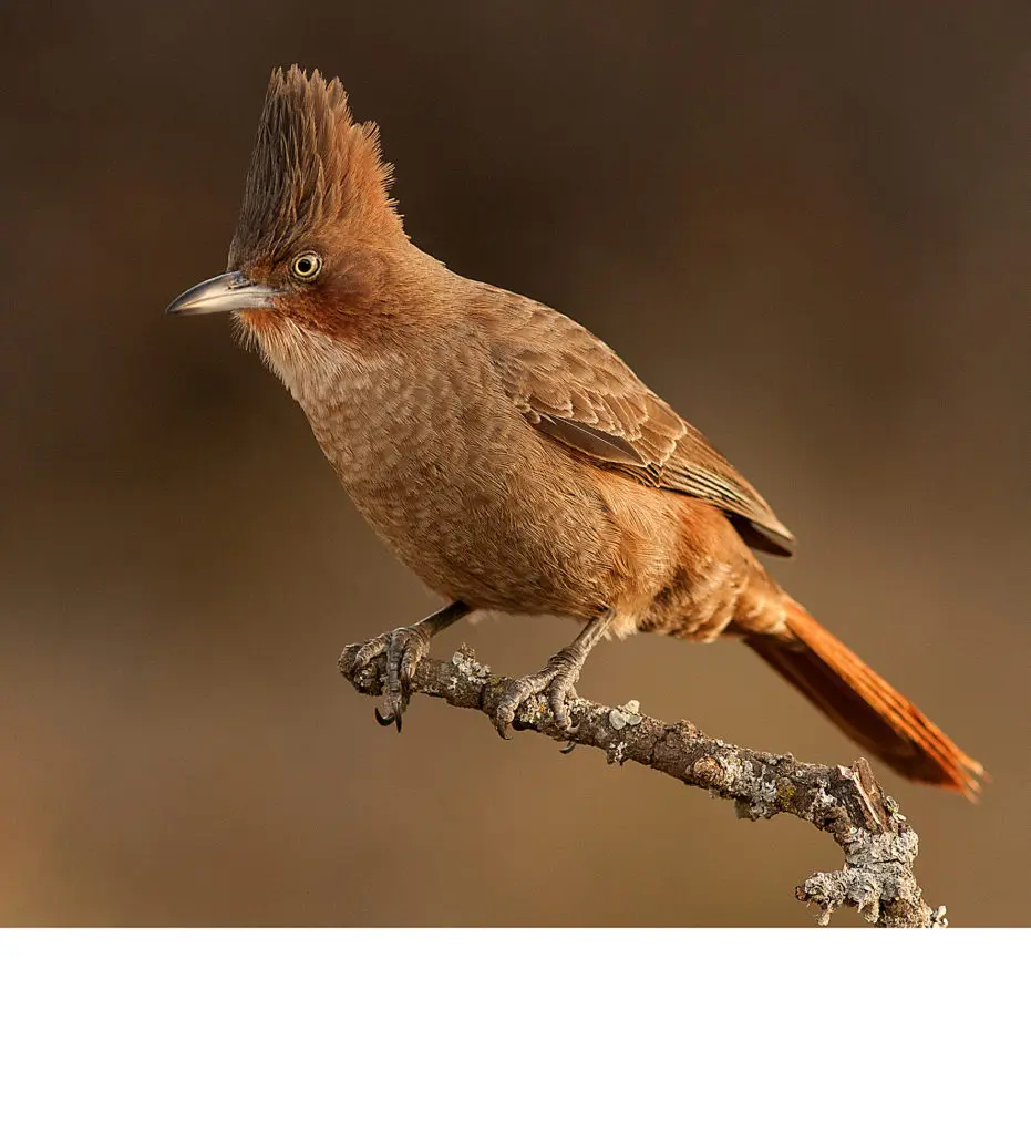 aves autoctonas de la pampa - Cuáles son las características del pastizal pampeano