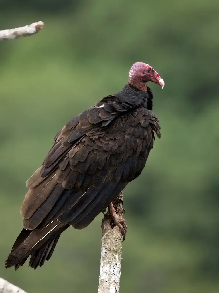 ave cabeza roja y cuerpo negro - Cuáles son las diferencias entre un gallinazo de cabeza roja y negra