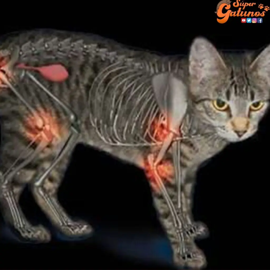 enfermedades de los gatos y loros - Cuáles son las enfermedades que transmiten los gatos
