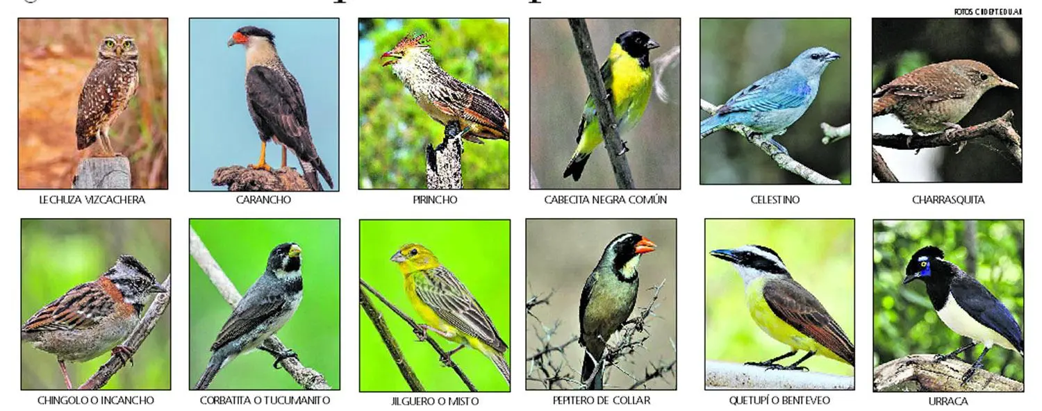 aves autoctonas de tucuman - Cuáles son las especies autoctonas de Tucuman