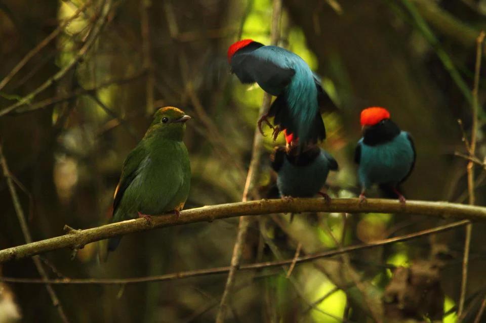 aves autoctonas de misiones en extincion - Cuáles son las especies en peligro de extinción de Misiones