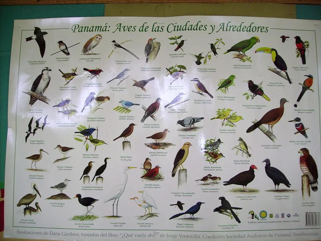 aves de panama - Cuáles son las especies endémicas de Panamá