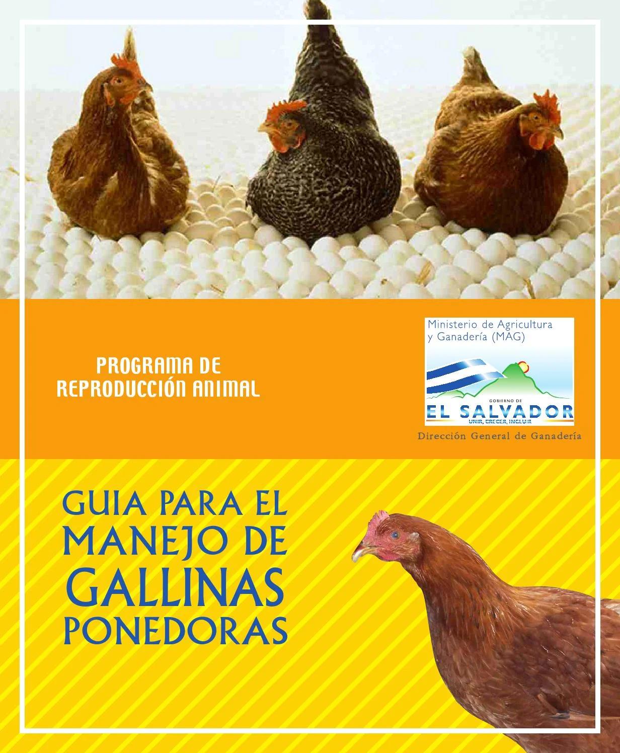 manejo de aves ponedoras - Cuáles son las etapas de las gallinas ponedoras