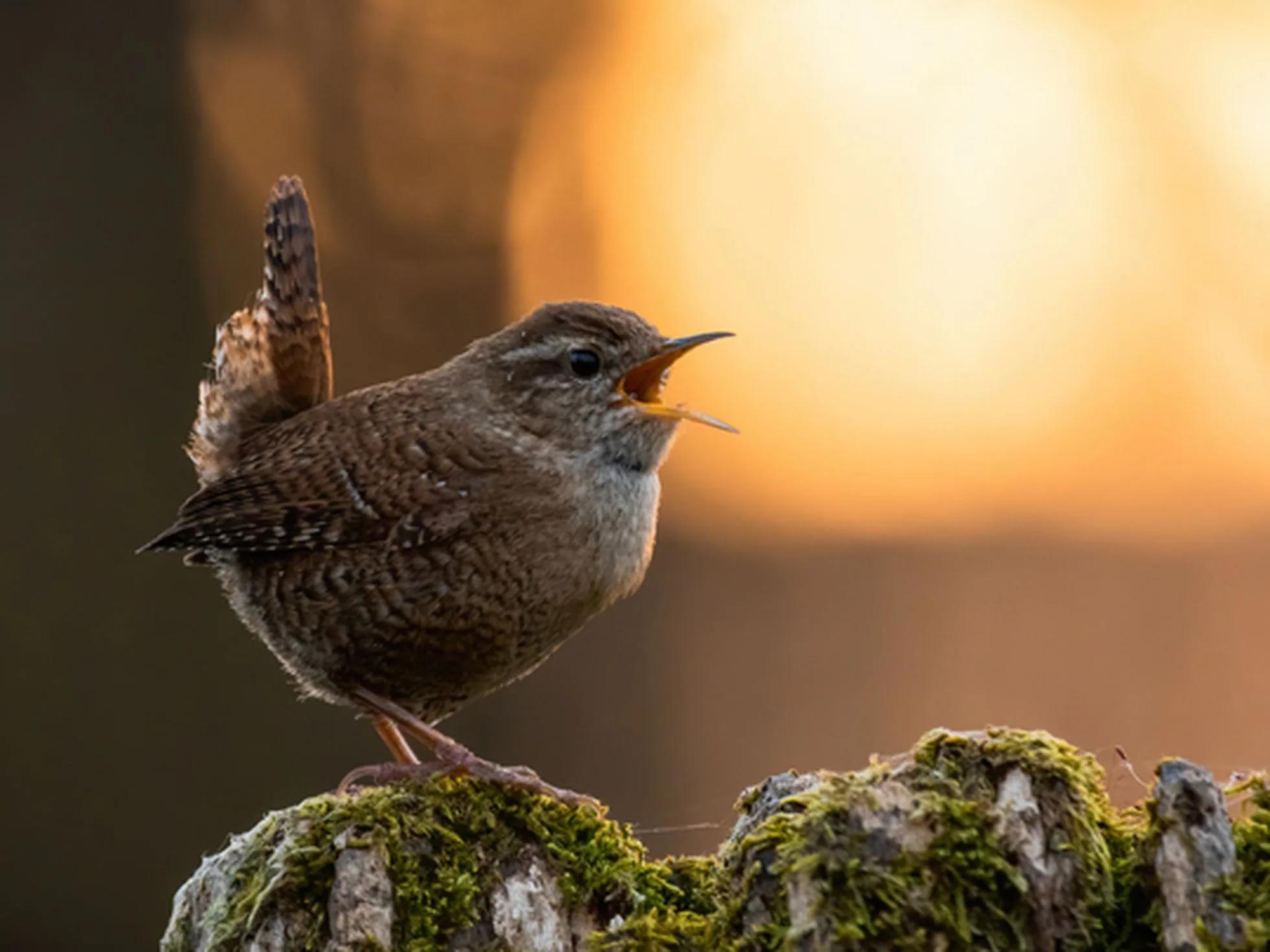 para que cantan las aves - Cuáles son las funciones del canto de las aves