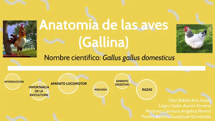 anatomia de aves doble propositos - Cuáles son las gallinas de doble proposito