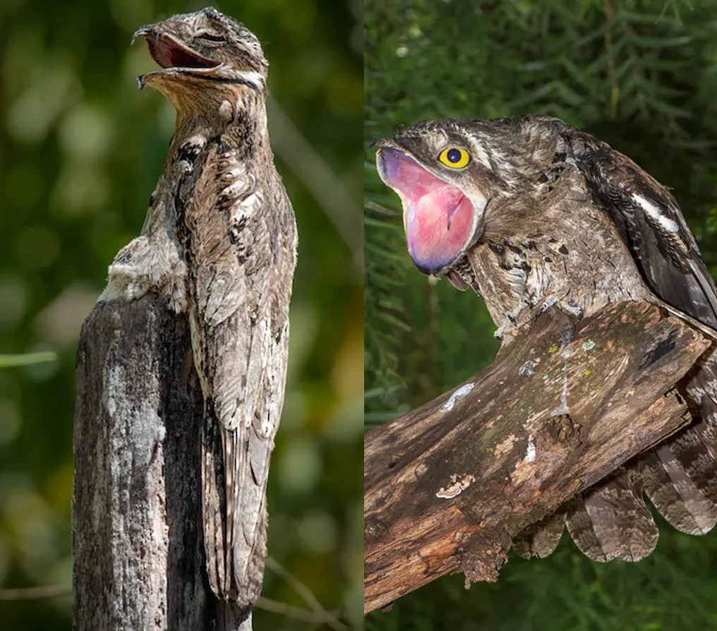 leyendas de aves chaqueñas - Cuáles son las leyendas del Chaco