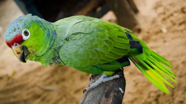 Saca de quicio a cualquiera loro - Cuáles son las oraciones en sentido figurado saca de quicio a cualquiera loro - Cuáles son las oraciones en sentido figurado