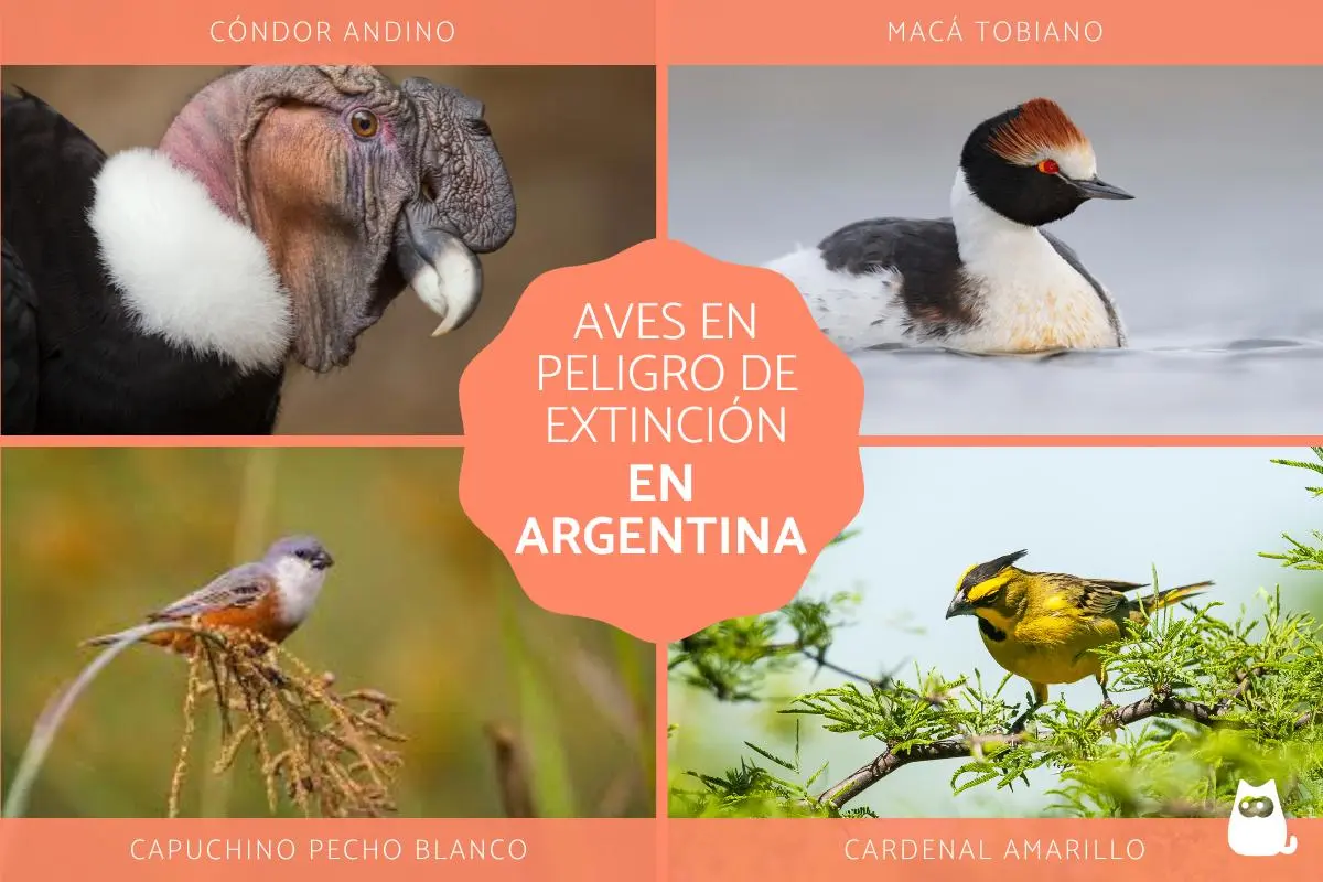 argentina contaminacion biodiversidad aves - Cuáles son las principales causas de la pérdida de biodiversidad en Argentina