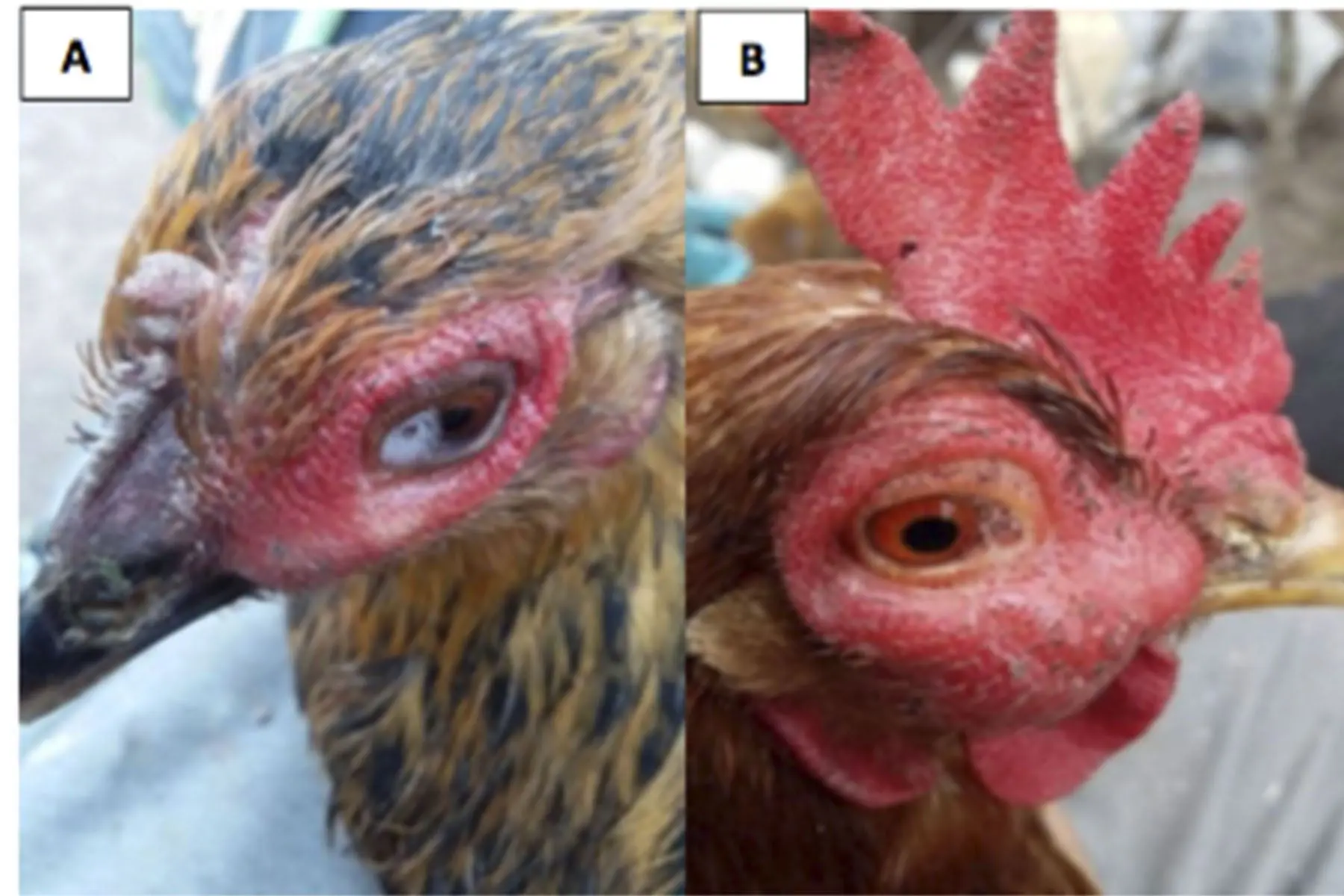 enfermedad respiratoria cronica en aves - Cuáles son las principales enfermedades del sistema respiratorio