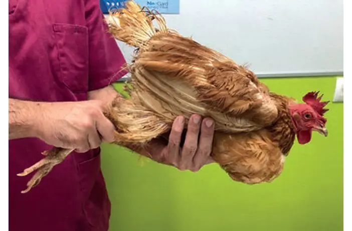 enfermedades de las aves de postura - Cuáles son las principales enfermedades por carencia de vitaminas en ponedoras