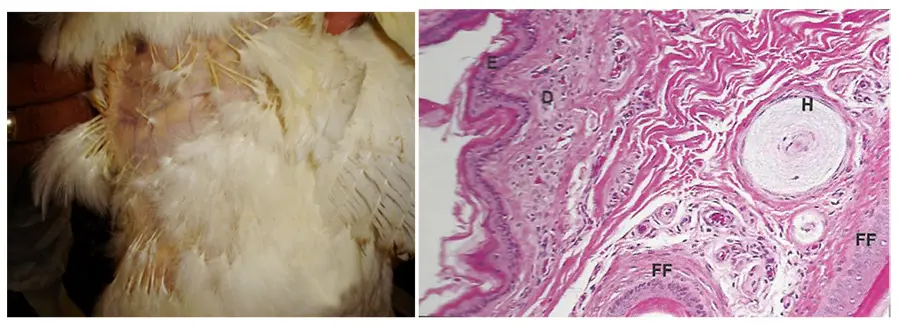 anexos de la piel de las aves - Cuáles son las principales funciones de los anexos de la piel