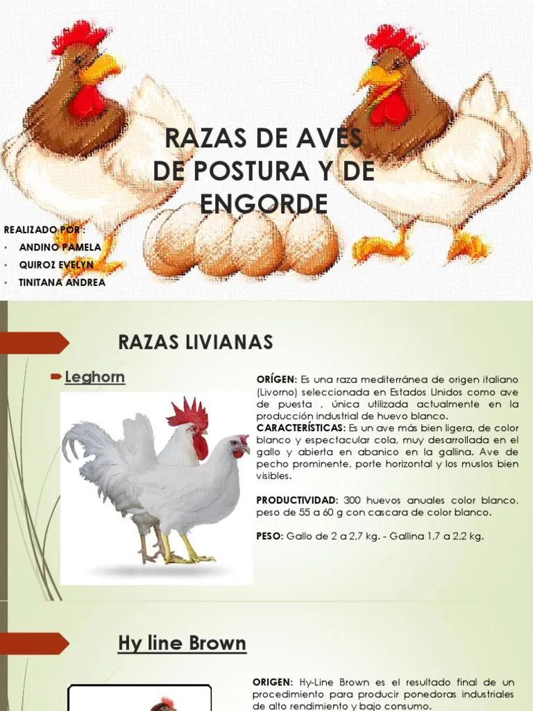 razas de aves pesadas - Cuáles son las razas livianas