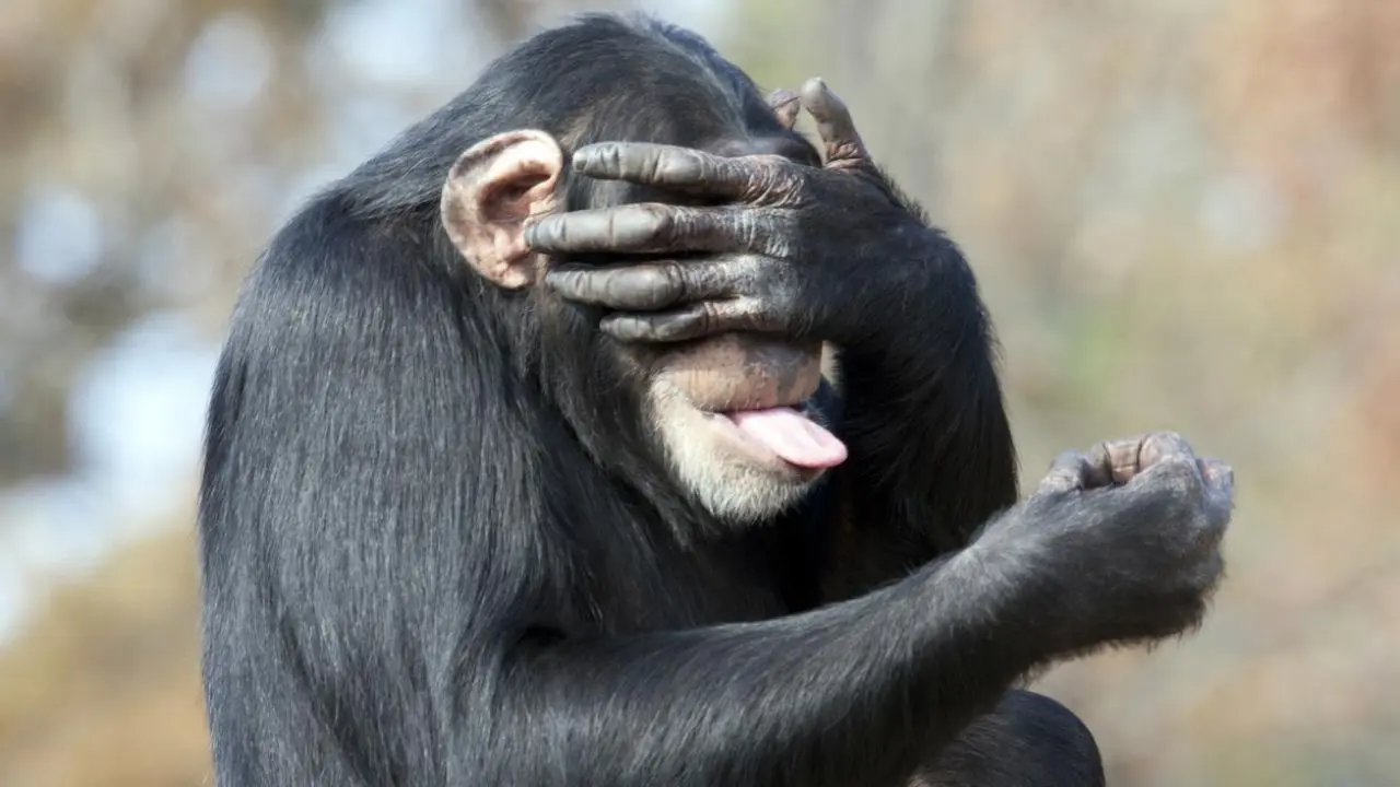 El loro es el animal más inteligente del entorno - Cuáles son los 3 animales más inteligentes del mundo el loro es el animal más inteligente del mundo - Cuáles son los 3 animales más inteligentes del mundo