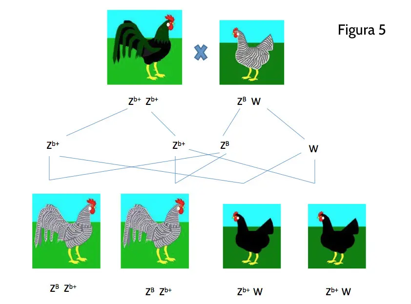 fenotipo de las aves - Cuáles son los 4 tipos de fenotipos