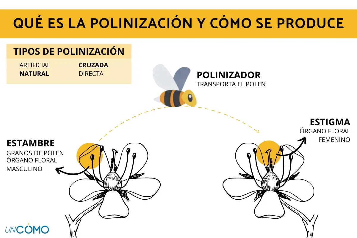 aves polinizadoras ejemplos - Cuáles son los 4 tipos de polinización