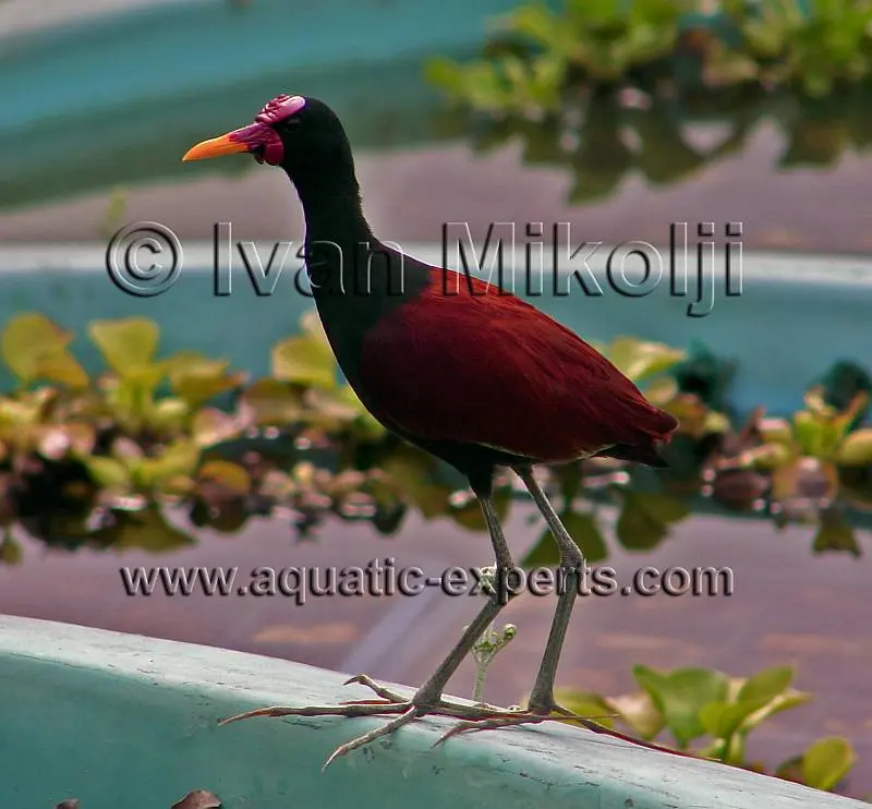 aves de agua dulce - Cuáles son los animales de agua dulce