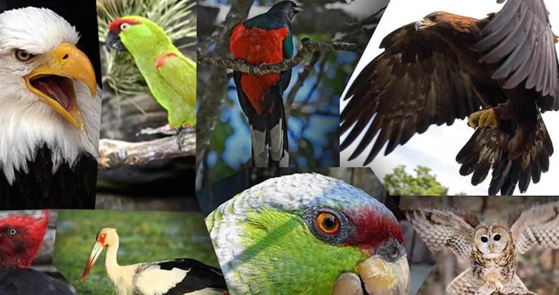 aves de sonora - Cuáles son los animales de Sonora