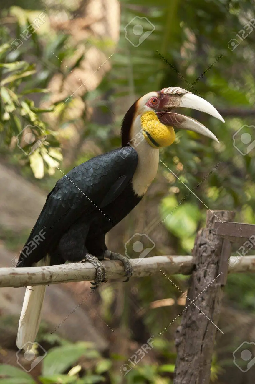 ave representativa de tailandia - Cuáles son los animales de Tailandia