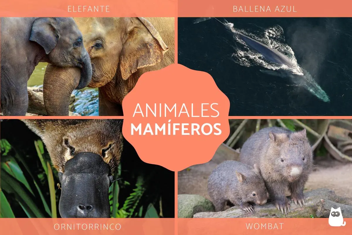 ave mamifero que vuela - Cuáles son los animales mamíferos ejemplos