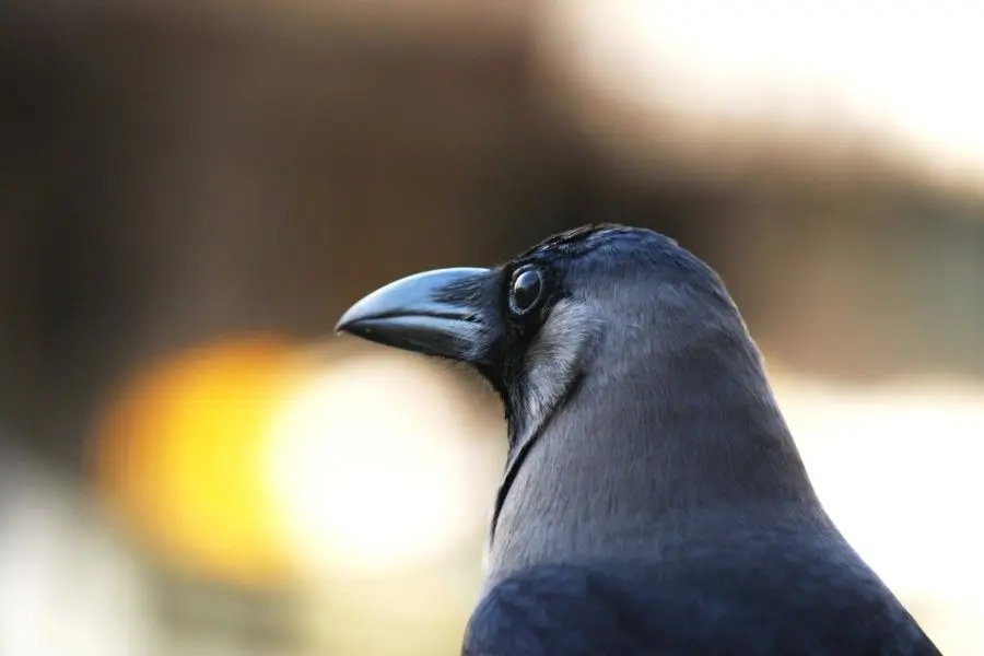 las aves son inteligentes - Cuáles son los animales más inteligentes del mundo