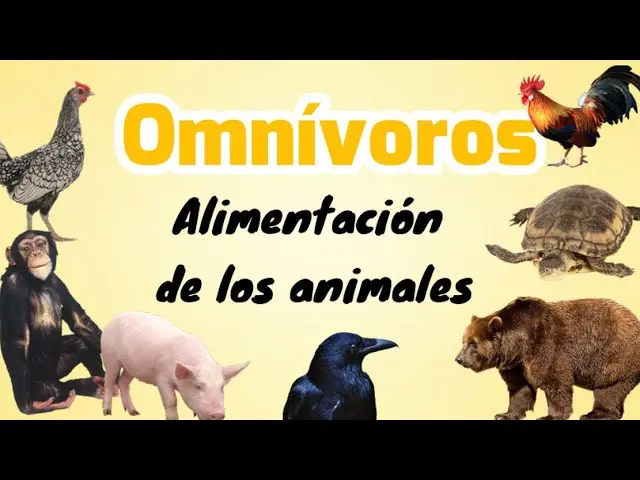 10 ejemplos de aves omnivoros - Cuáles son los animales omnívoros nombres