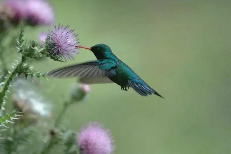 polinizacion por aves - Cuáles son los animales que polinizan