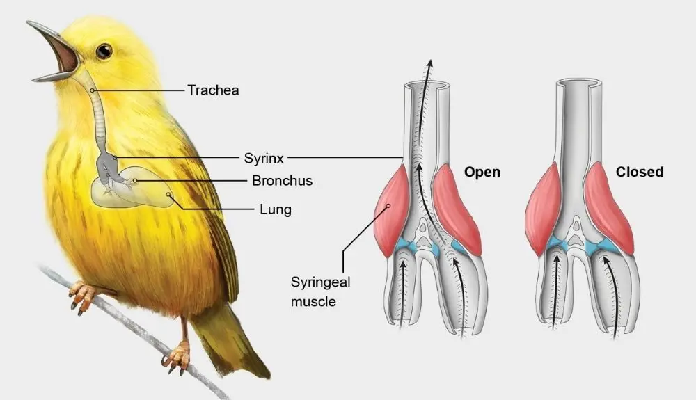 ave con cuerdas vocales - Cuáles son los animales que presentan cuerdas vocales