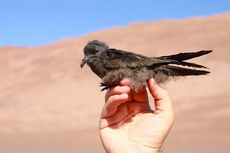 aves que viven en el desierto - Cuáles son los animales que viven en el desierto