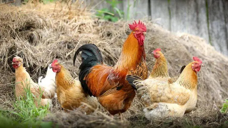 animales de granja aves - Cuáles son los animales que viven en la granja