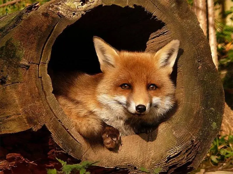 aves arborícolas - Cuáles son los animales que viven en los árboles