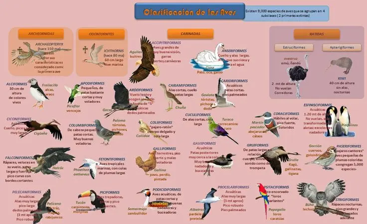 las aves son vertebrados o invertebrados - Cuáles son los animales vertebrados e invertebrados