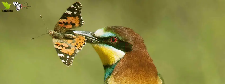 pájaros y mariposas - Cuáles son los depredadores de la mariposa