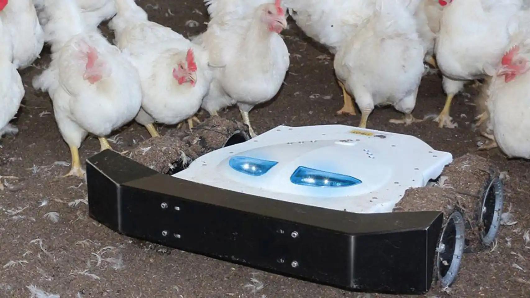 robo de aves de corral - Cuáles son los depredadores de las gallinas