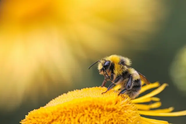 aves y abejas - Cuáles son los enemigos naturales de las abejas