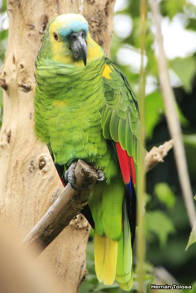 Loro chaqueño hablador: un ave con habilidades sorprendentes - Cuáles son los loros que hablan loro chaqueño hablador - Cuáles son los loros que hablan