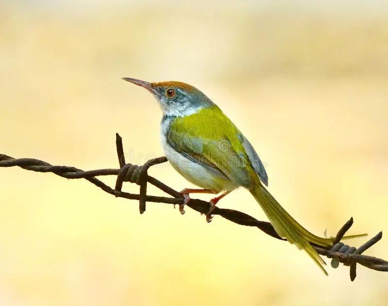 pajaro cosiendo - Cuáles son los pájaros tejedores