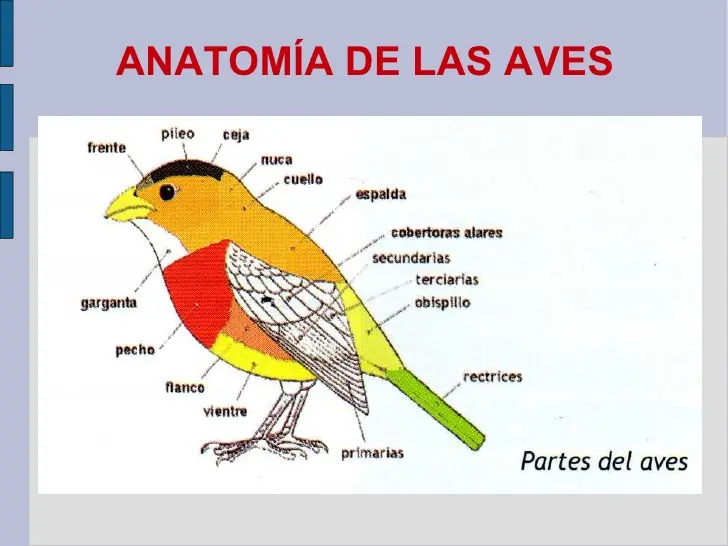 anatomia de las aves - Cuáles son los principales órganos de las aves