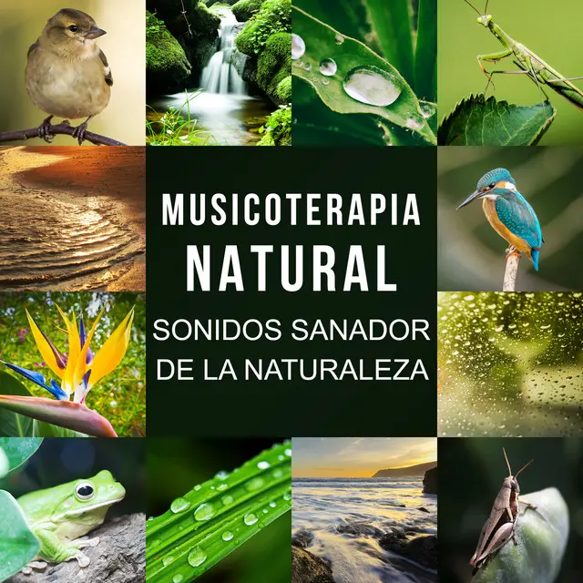 Sonidos de la Naturaleza: Pájaros y Agua - Cuáles son los sonidos del entorno sonidos de la naturaleza pajaros y agua - Cuáles son los sonidos del entorno